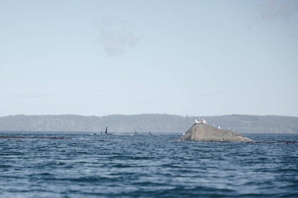 Orcas beim kajaken auf dem Johnstone Strait