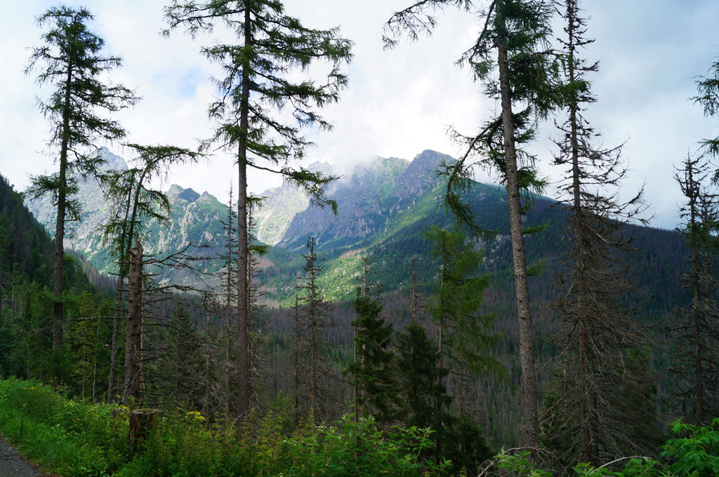 Mount Scenery - Tropische und subtropische Nadelwälder