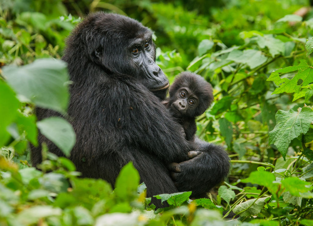 Auf Weltreise Bwindi undurchdringlicher Nationalpark - Schimpanse