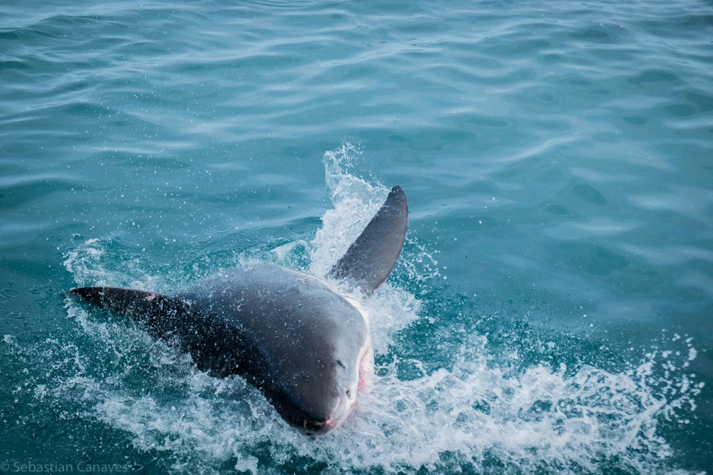 Gemeiner Tümmler - Gemeiner Delphin mit kurzem Schnabel
