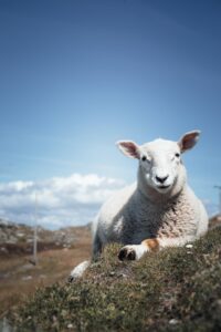 Rundreisen durch Irland Schaf