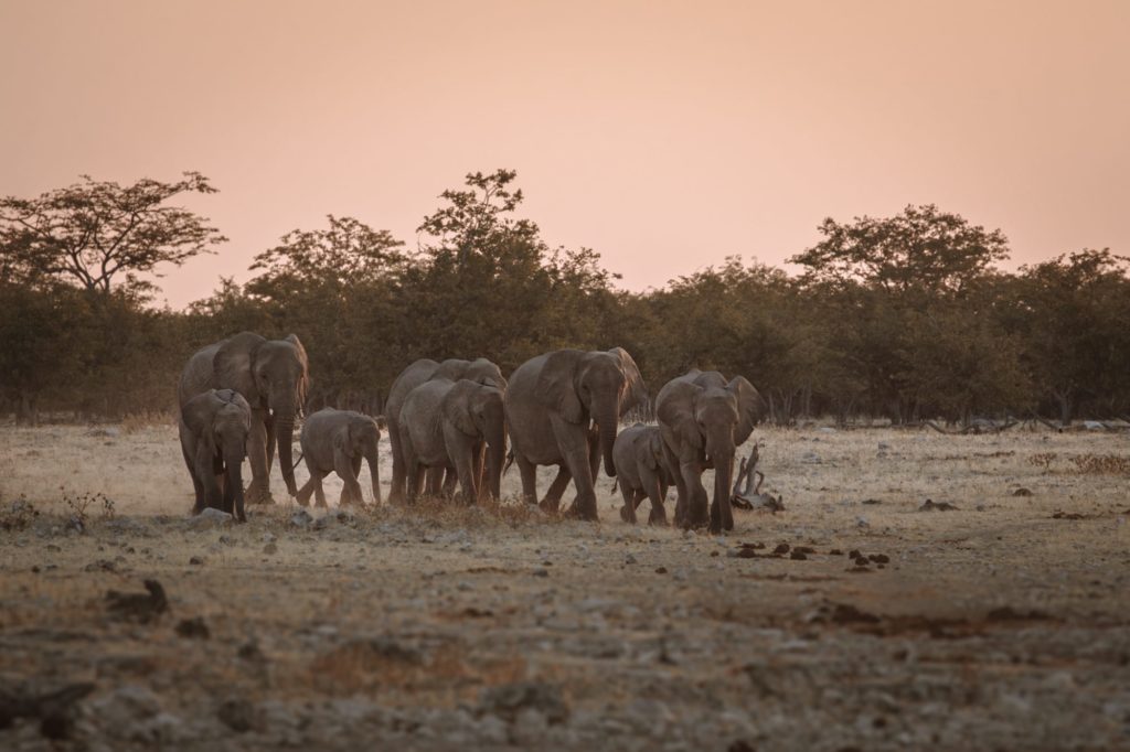 elefantengruppe auf dem weg zum wasserloch am okaukuejo camp im etosha nationalpark