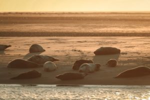 Robben in Abendsonne auf Borkum
