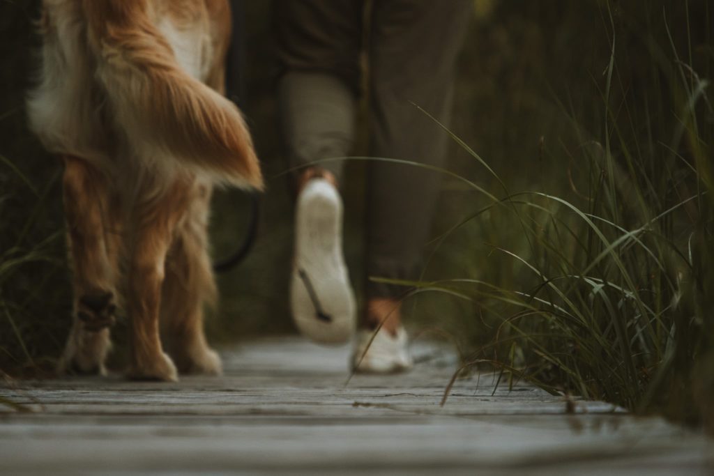 Nahaufnahme Hund mit Spaziergängerin im Murnauer Moos