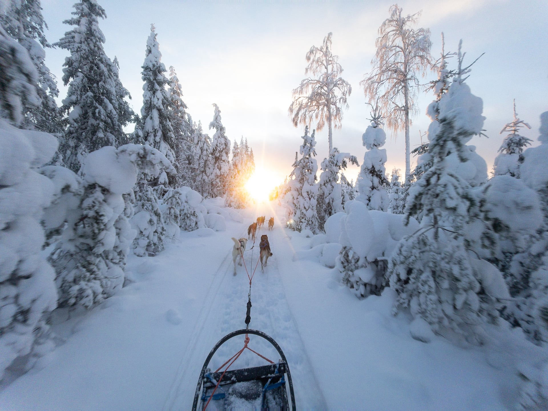 Wintersonne auf Hundeschlittentour in Lappland