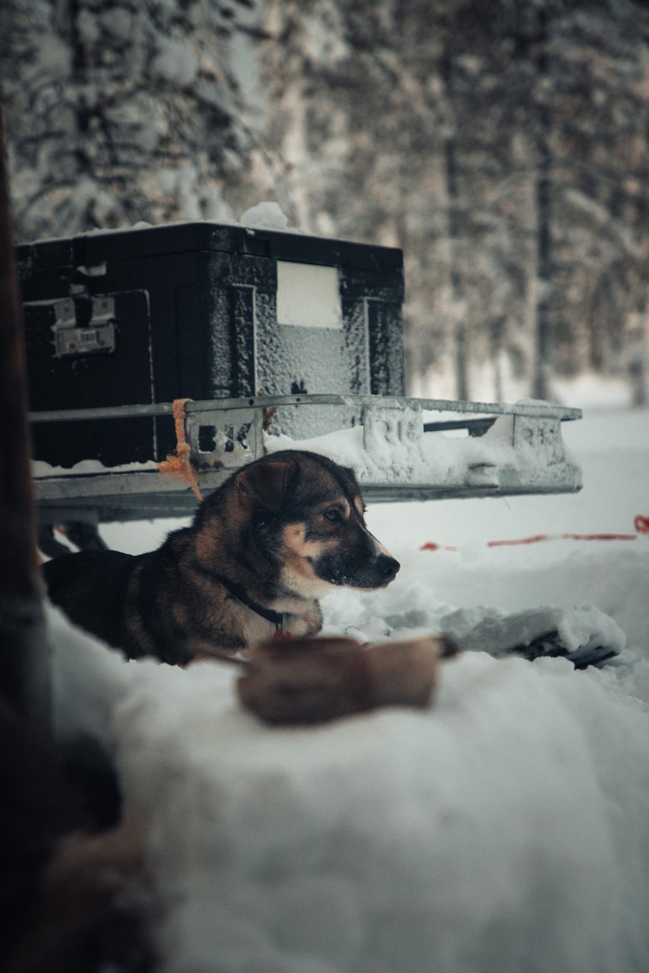Hund macht Pause auf Schlittenhundetour in Lappland