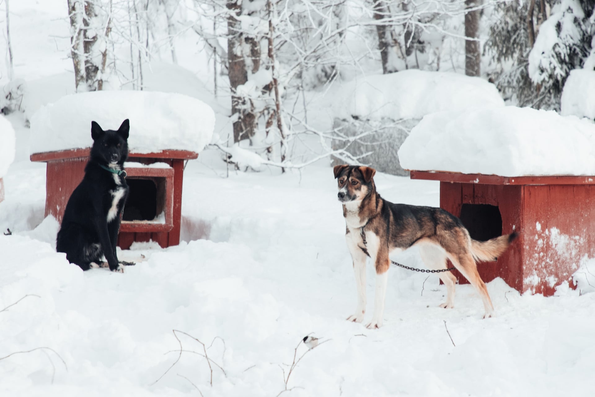 2 Huskys vor Hundehütten im Schnee Lapplands