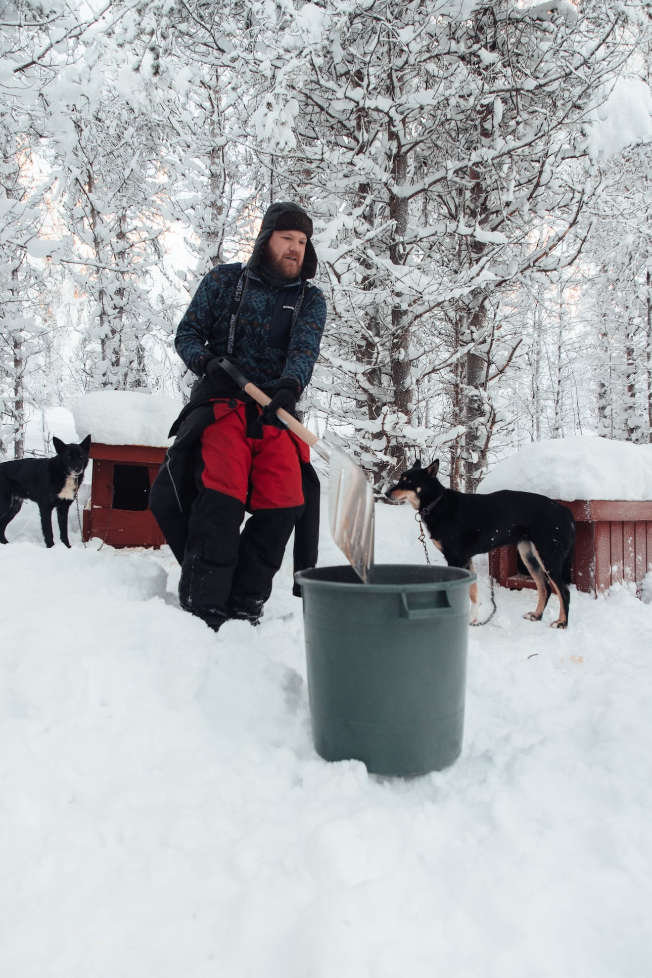 Mann entfernt Hundekot bei Huskytour in Finnisch Lappland