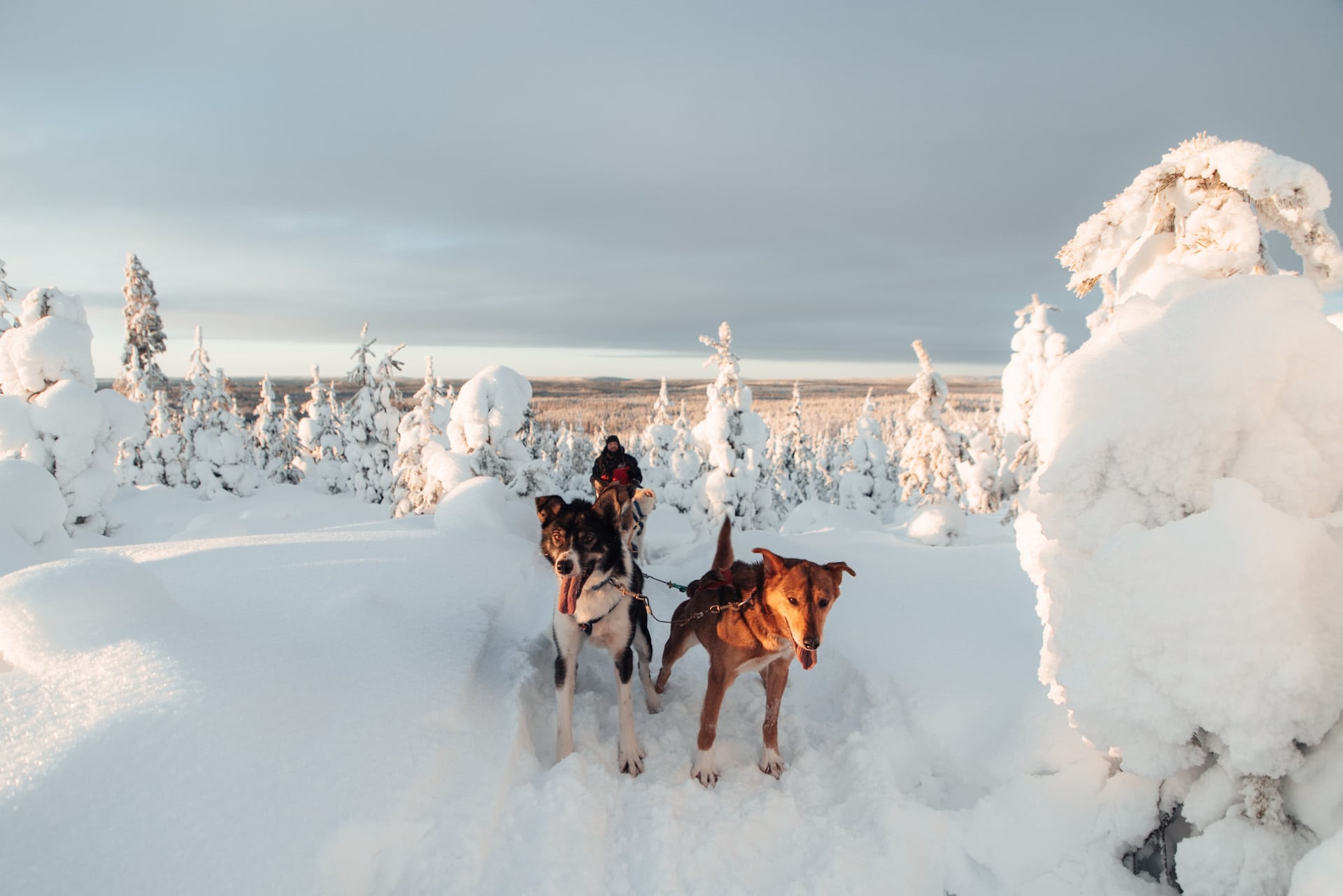 Mann mit seinem Team Schlittenhunde in Lappland
