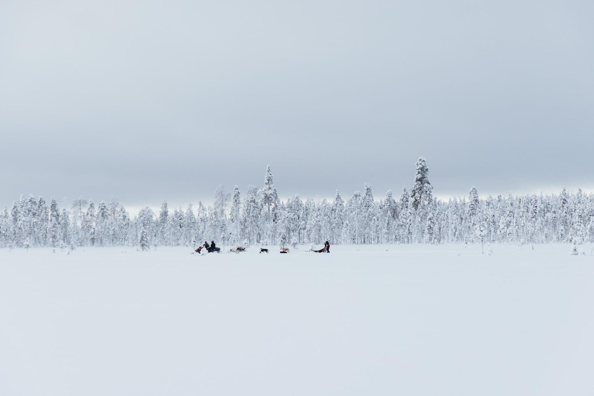 Hundeschlitten in der Winterlandschaft Finnlands