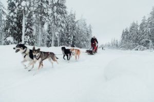 Frau auf Hundeschlittentour in Lappland