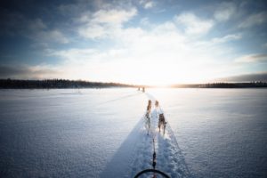 Ein Team an Huskys zeiht schlitten auf Hundeschlittentour durch Lappland