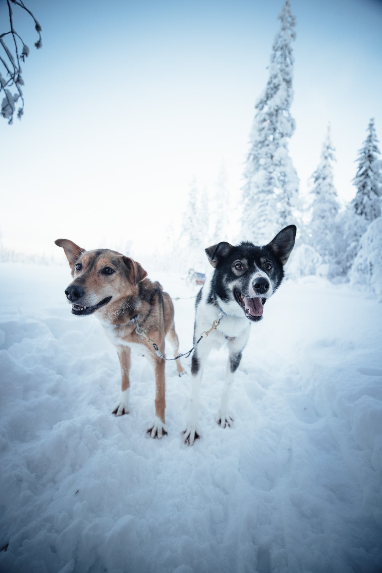 zwei Schlittenhunde im Schnee auf Huskytour in Lappland