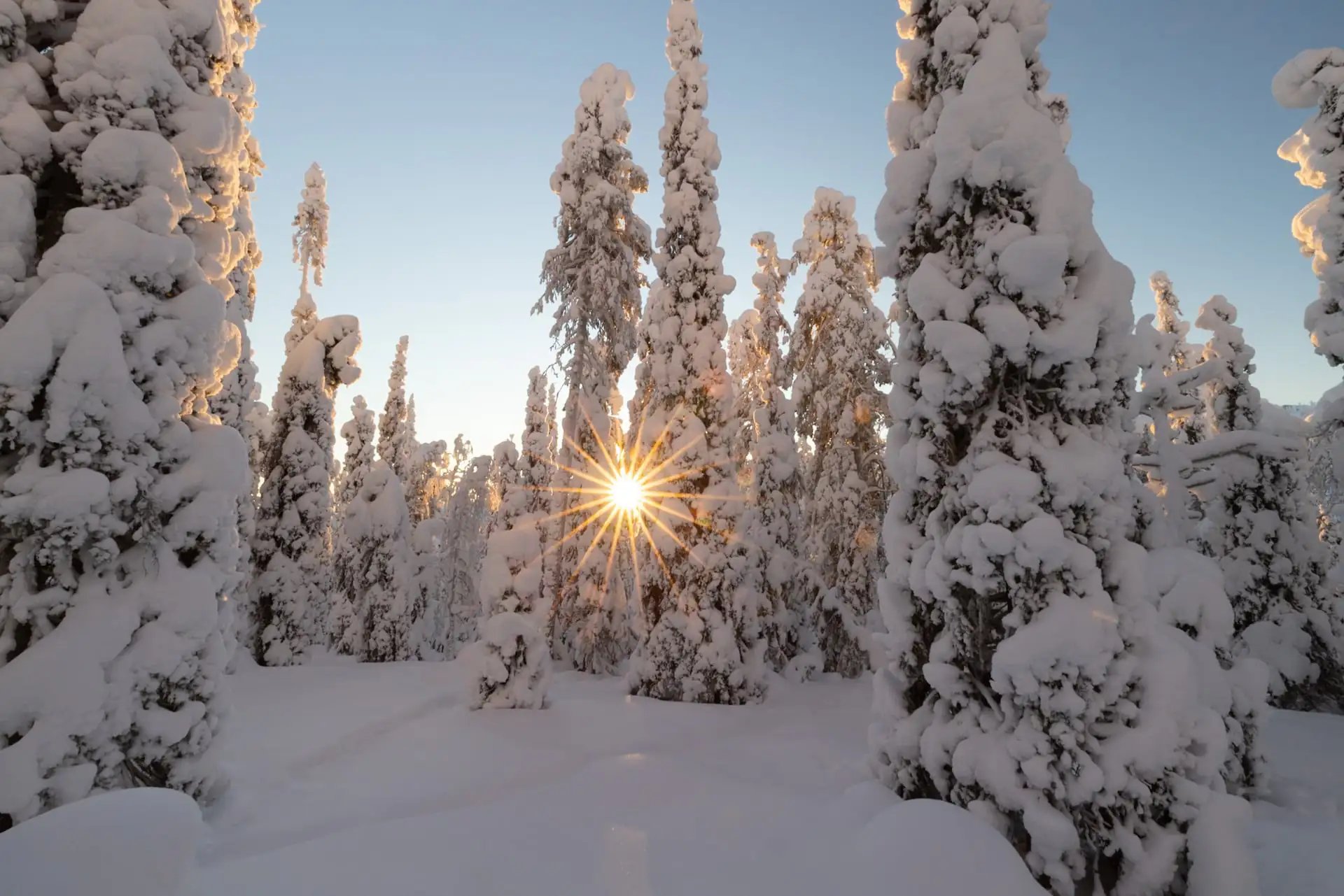 Verschneite Tannen in der finnischen Region Ruka Kuusamo