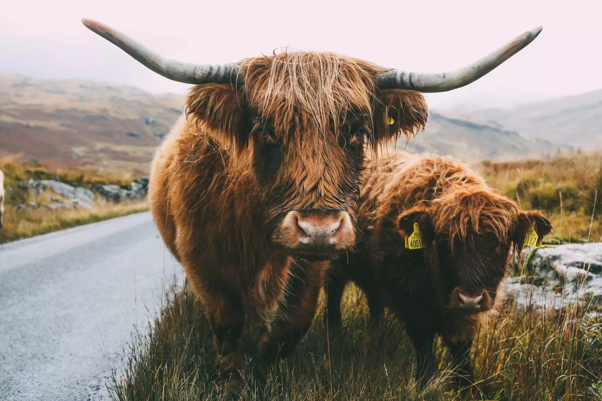 Schottische Hochlandrinder auf unserem Roadtrip durch Schottland