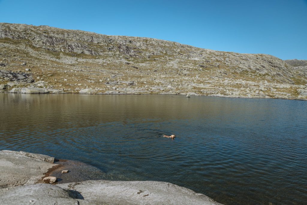 Hund schwimmt im See auf Trolltunga Wanderung