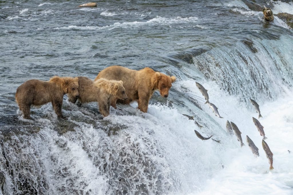 Bären an den Brooks Falls im Katmai Nationalpark in Alaska
