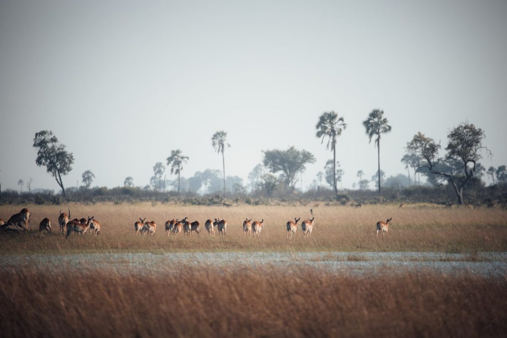 Letschwes laufen im Okavango Delta in Botswana durch die Flut