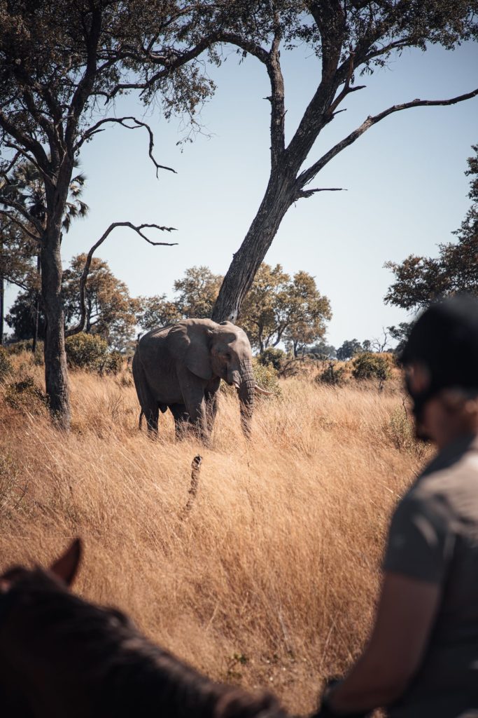 Elefant auf Reitsafari im Okavango Delta