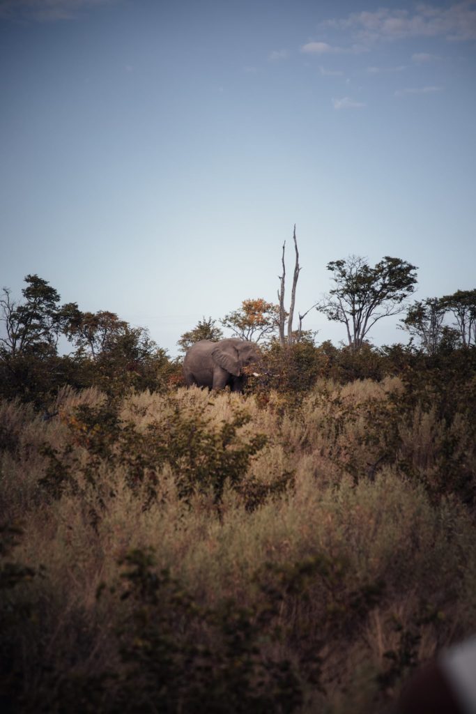 Elefant im Okavango Delta Botswana