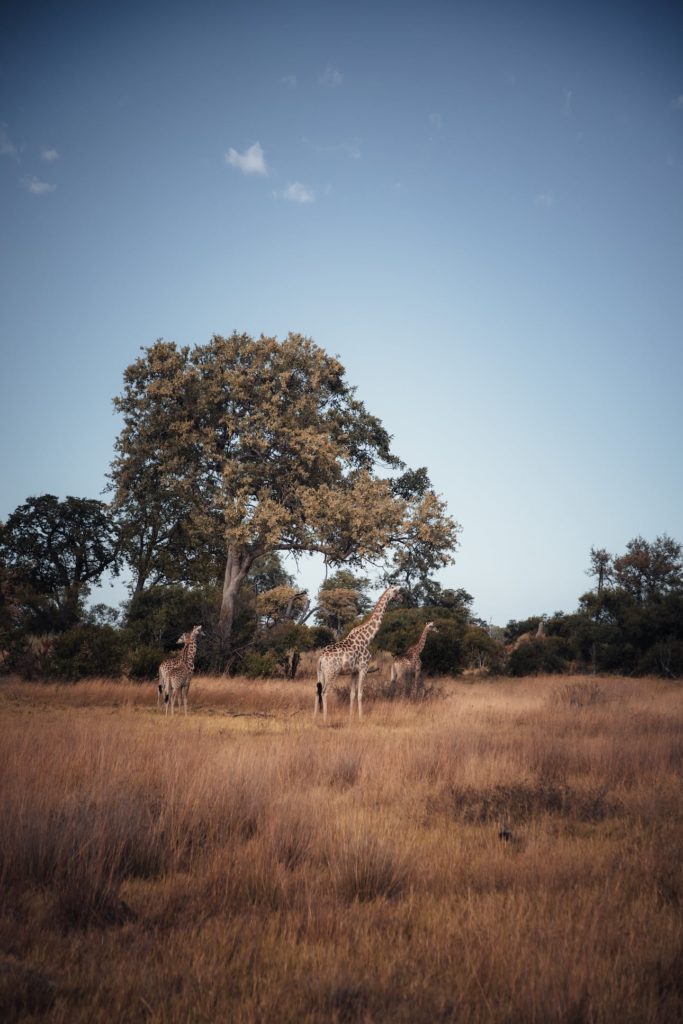 Giraffen im Okavango Delta in Botswana