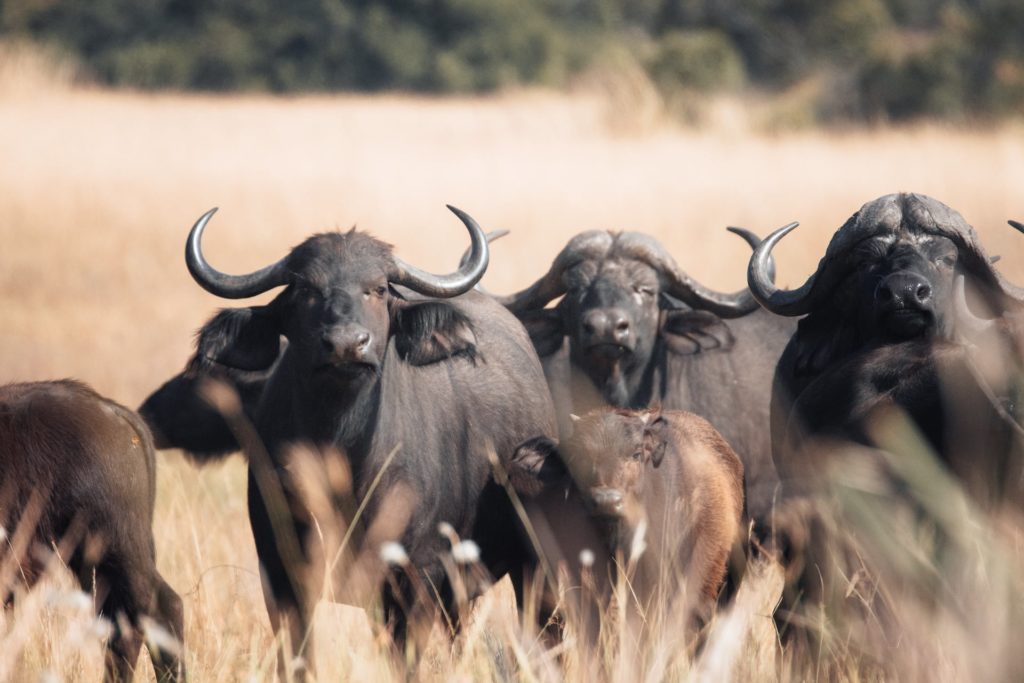 Büffel im Okavango Delta in Botswana