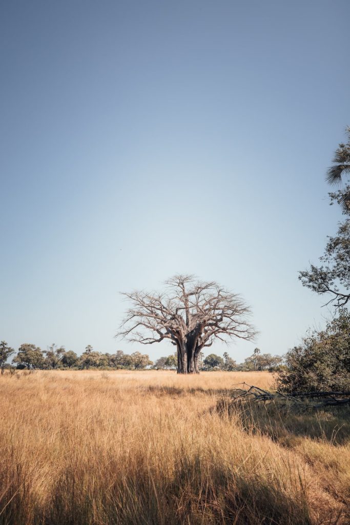 Ein großer Baobab im Okavango Delta