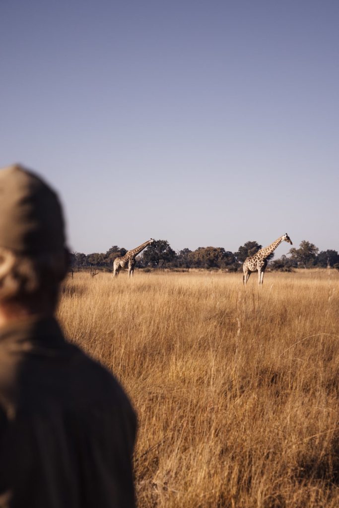 Giraffen streifen durchs Okavango Delta in Botswana