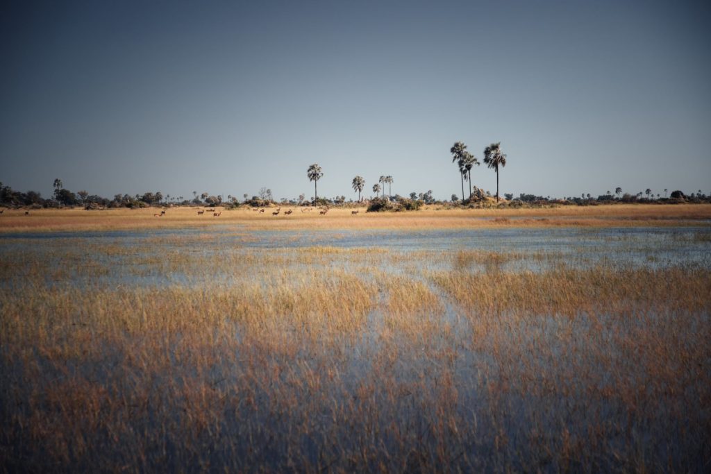 Antilopen im Wasser im Okavango Delta Botswana