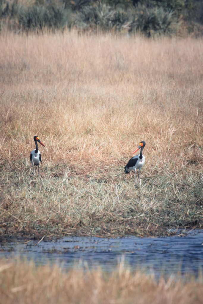 Vögel im Delta entdeckt man insbesondere zur Regenzeit