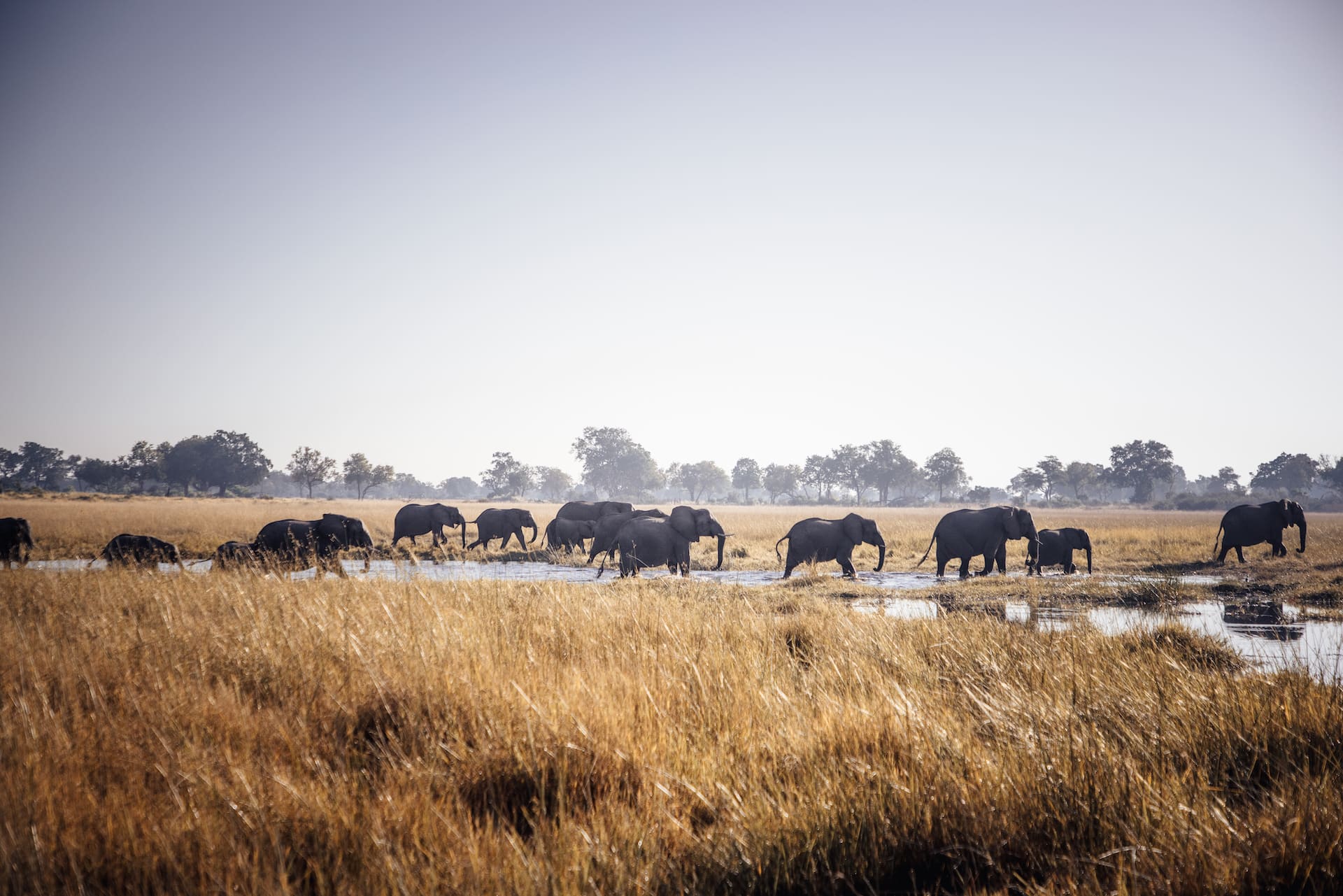 Um Elefanten zu entdecken ist die Trockenzeit die beste Okavango Delta Reisezeit