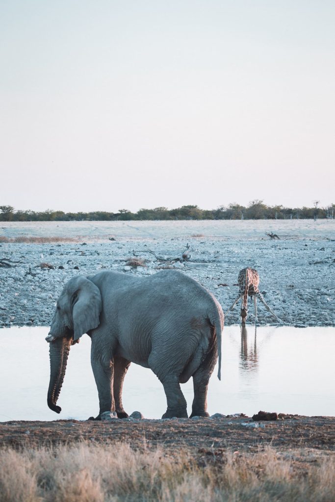 Elefant und Giraffe teilen sich das Wasserloch im Etosha Nationalpark