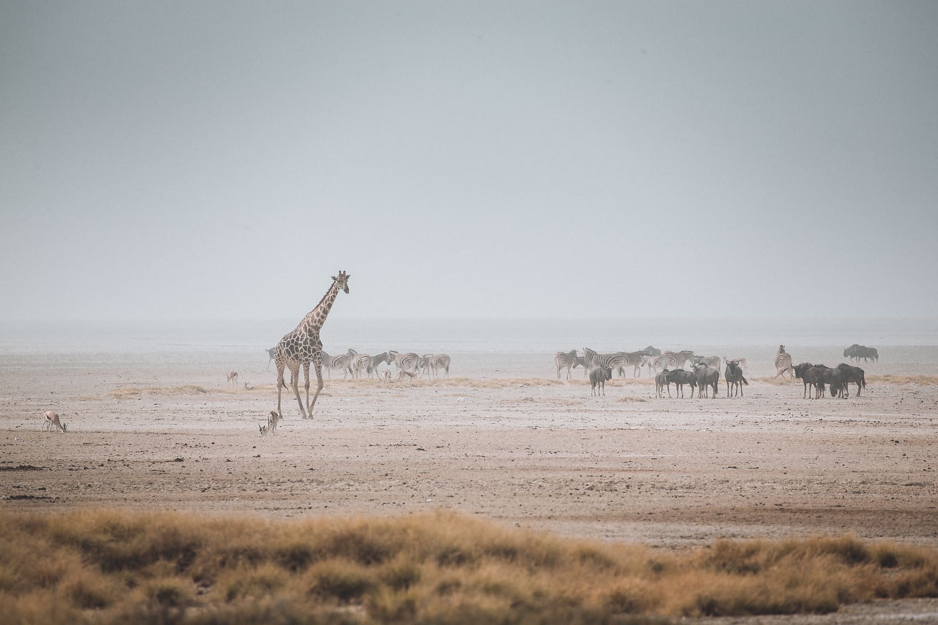 Giraffe, Zebras und Gnus laufen über die Etosha Salzpfanne in Namibia