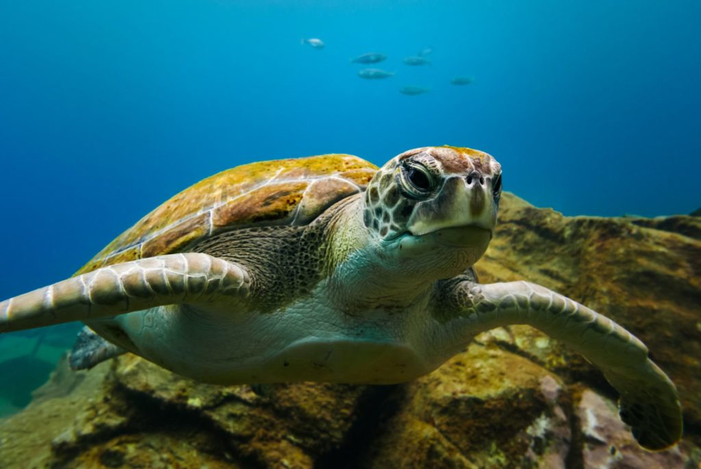 Beim Tauchen auf Mallorca begegnet man mit Glück auch Schildkröten
