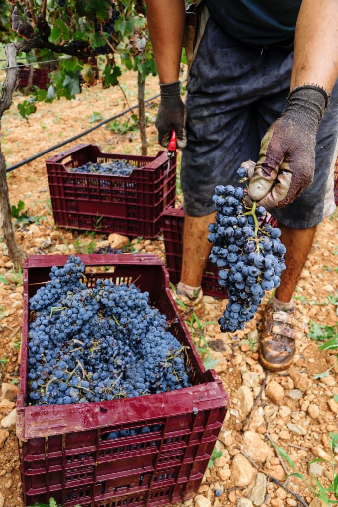 Bei einer Weingutstour auf Mallorca lernt man mehr über den Weinanbau auf der Baleareninsel