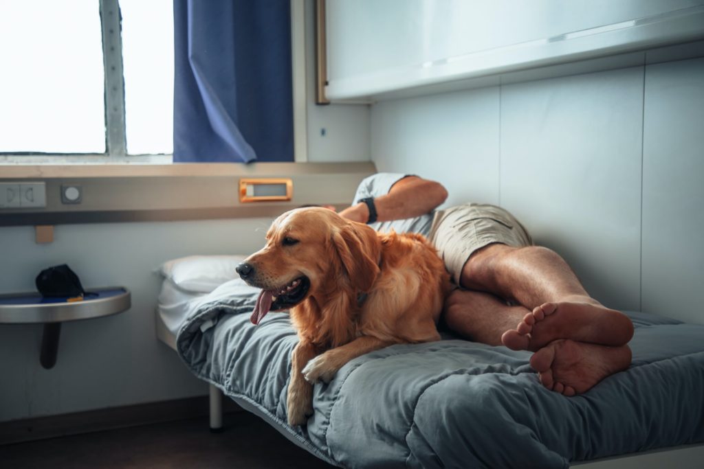 Hund entspannt auf Bett einer Hundekabine auf einer Fähre nach Mallorca