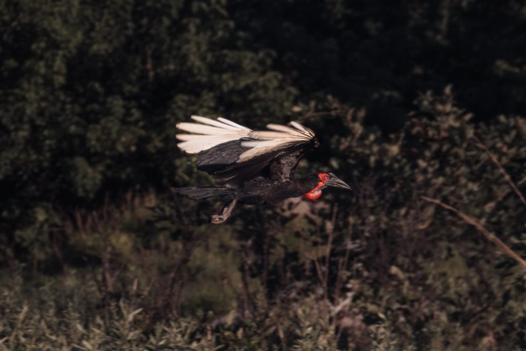 Southern Ground Hornbill im Flug