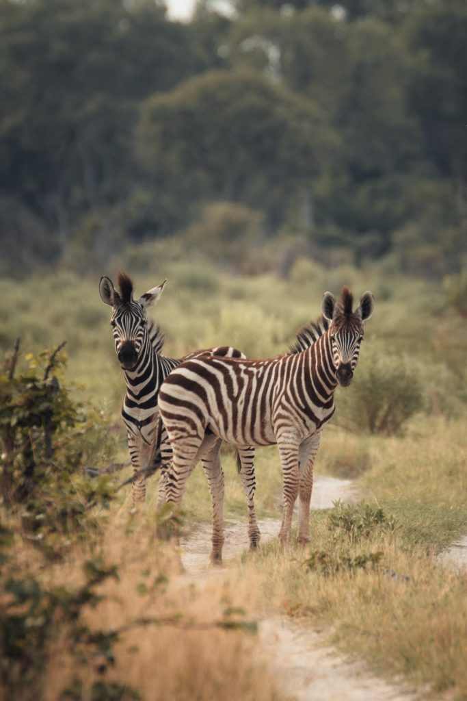 Zwei Zebrafohlen im Okavango Delta