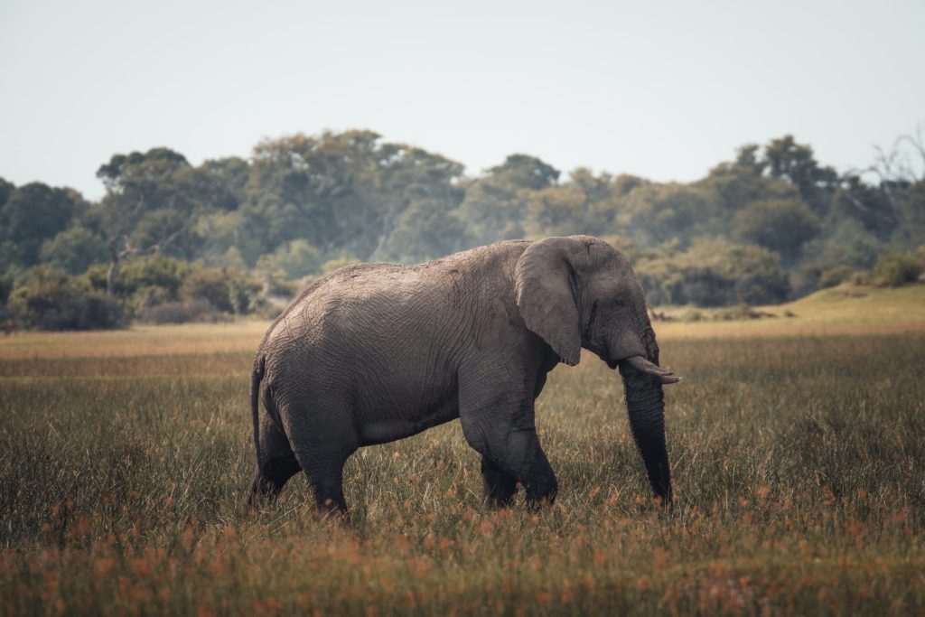 Großer Elefantenbulle läuft über offene Ebene im Okavango Delta