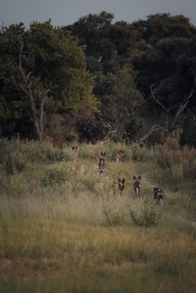 Wildhunde auf Jagd im Okavango Delta