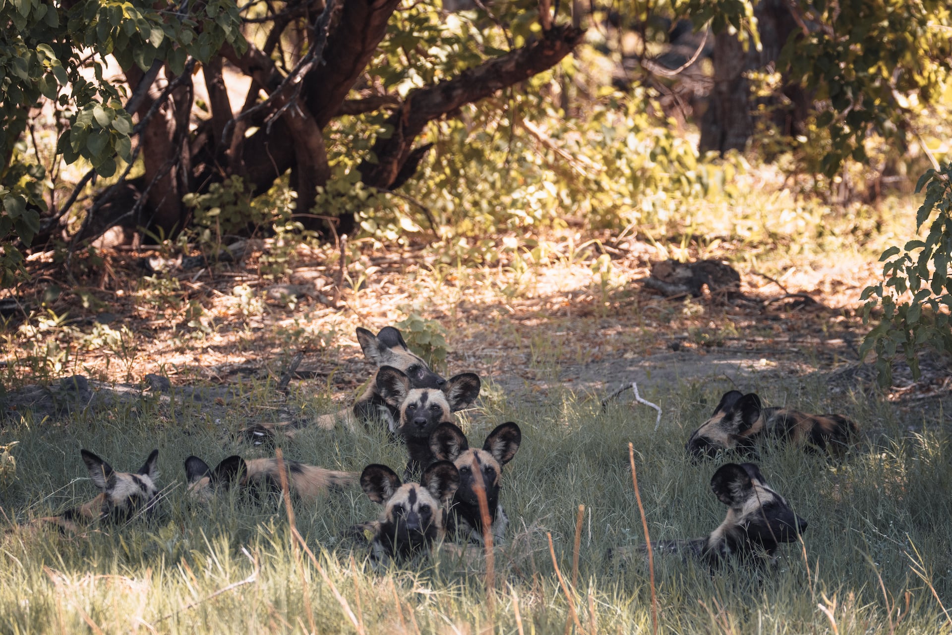 Rudel Wildhunde im Okavango Delta in Botswana
