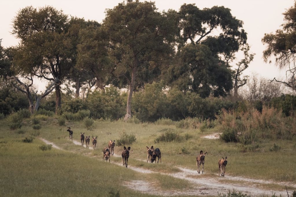 Wildhunde-Rudel im Okavango Delta