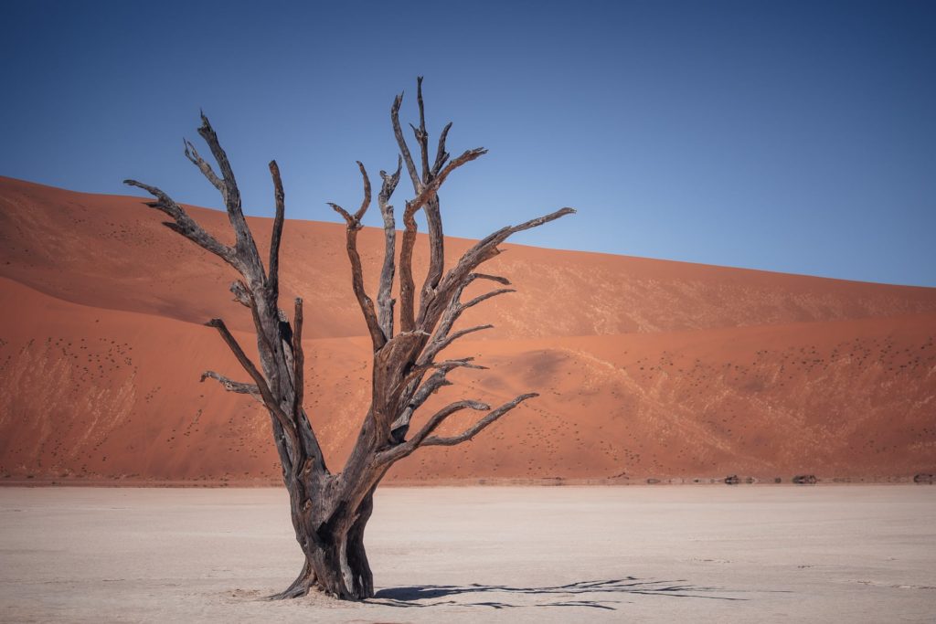 Die Kameldornbäume im Sossusvlei gehören zu Namibias Top-Sehenswürdigkeiten