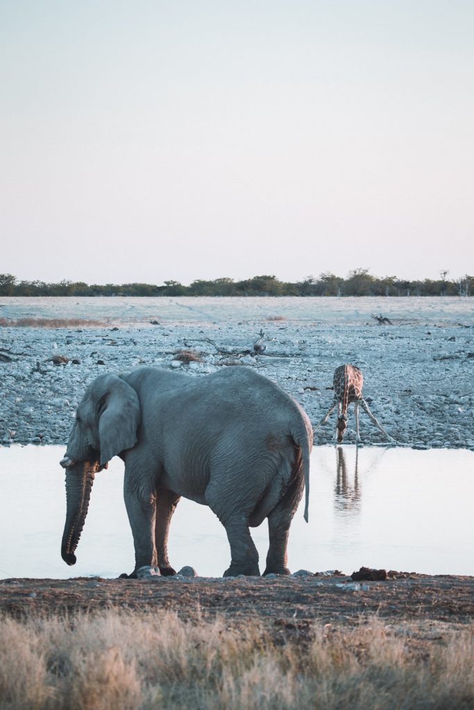 Elefant und Giraffen trinken an einem Wasserloch im Etosha Nationalpark