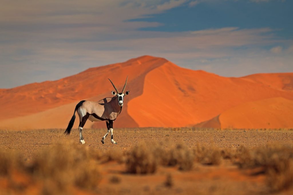 Ein Gamsbock durchstreift die Kalahari-Wüste in Namibia