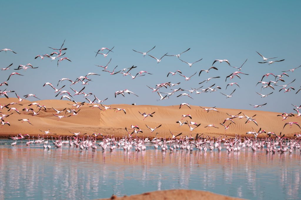 Flamingos in der Walvis Bay von Namibia