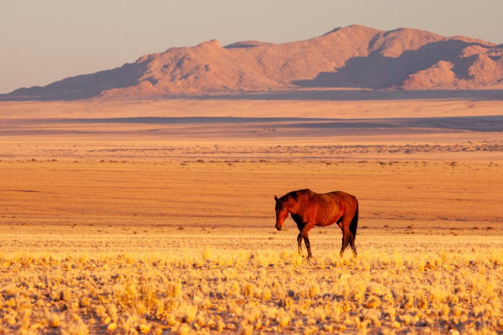 Wüstenpferd in Namibia