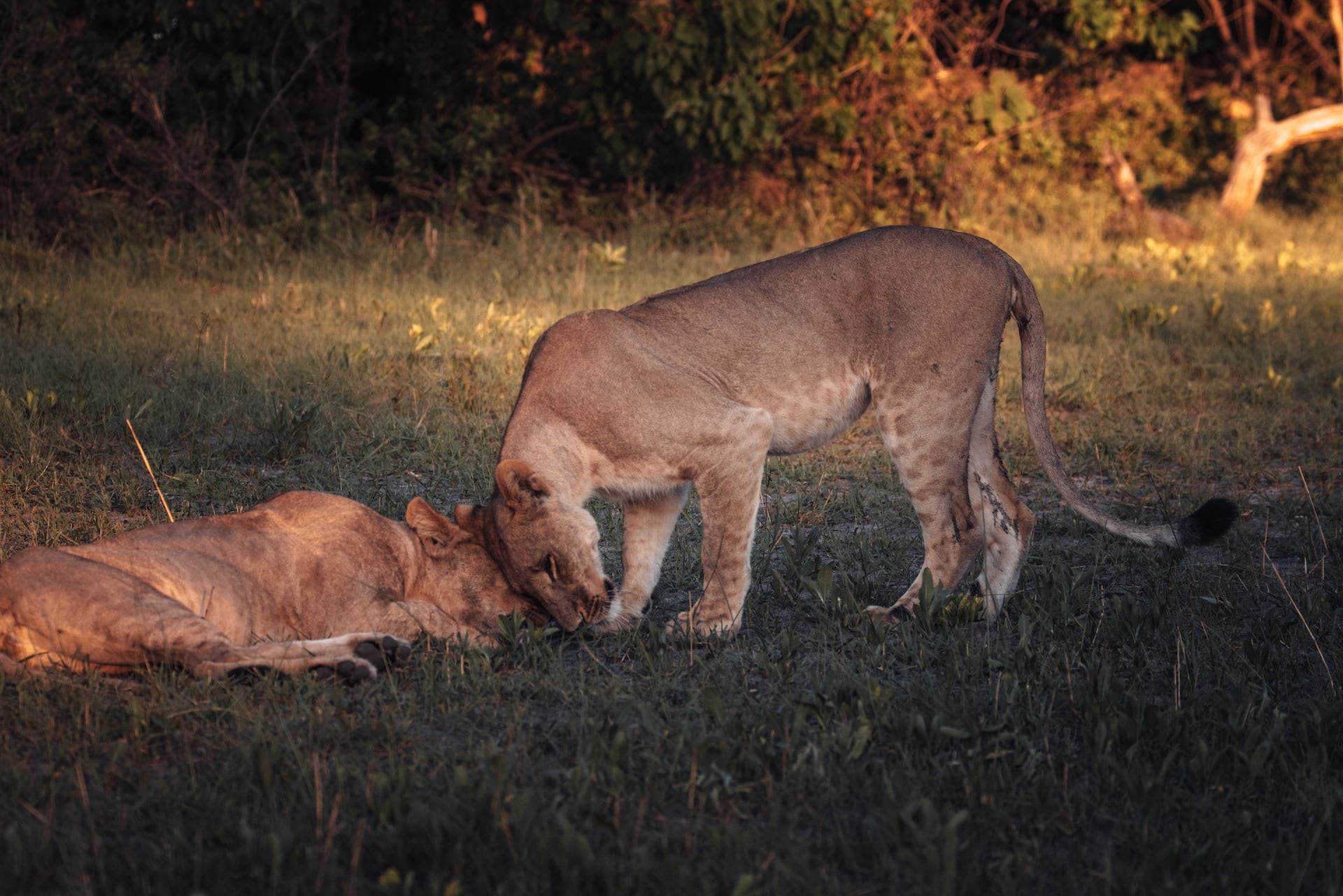Löwinnen begrüßen sich in Botswana