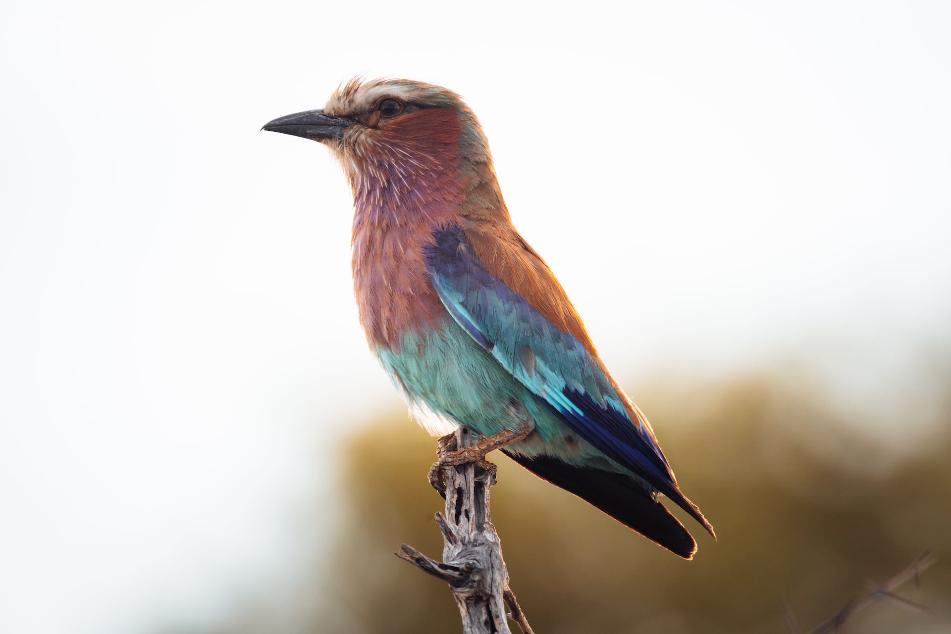 Die Regenzeit ist die beste Reisezeit um in Botswana Vögel zu beobachten