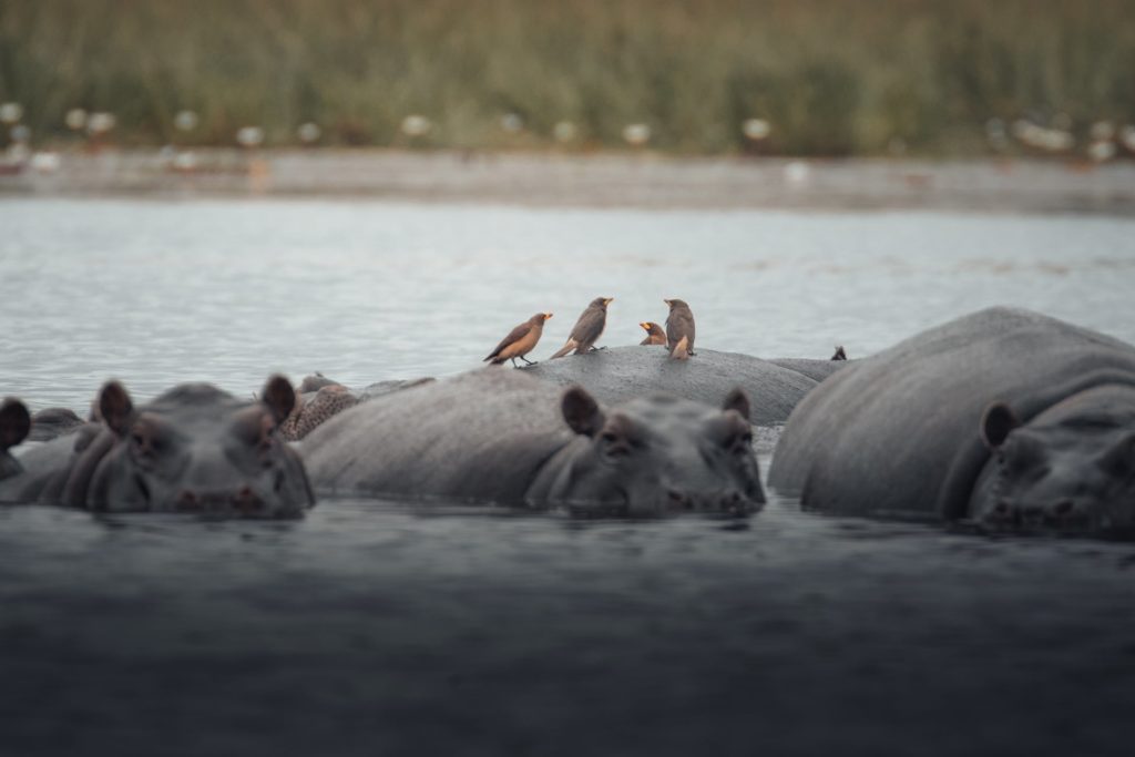 Flusspferde zur Regenzeit im Okavango Delta